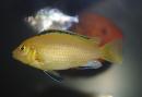 Labidochromis sp."yellow"