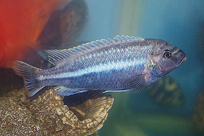 イエローストライプシクリッド　<i>Melanochromis auratus</i>　ID 3467